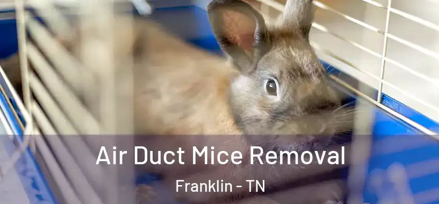  Air Duct Mice Removal Franklin - TN